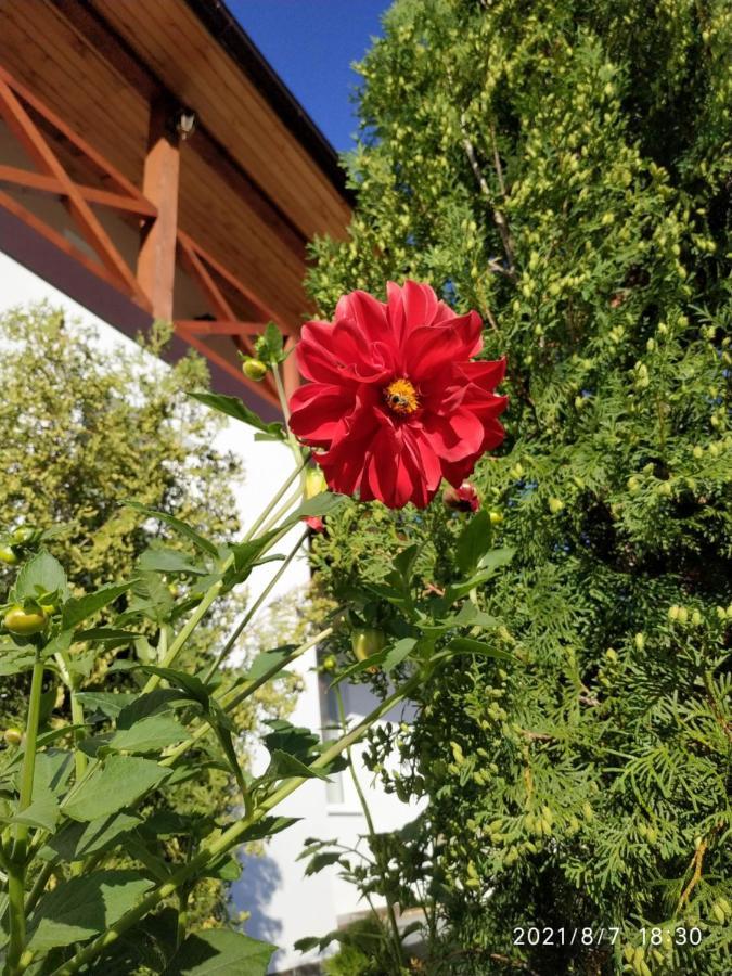 Nestg Guest House Pilipets Dış mekan fotoğraf