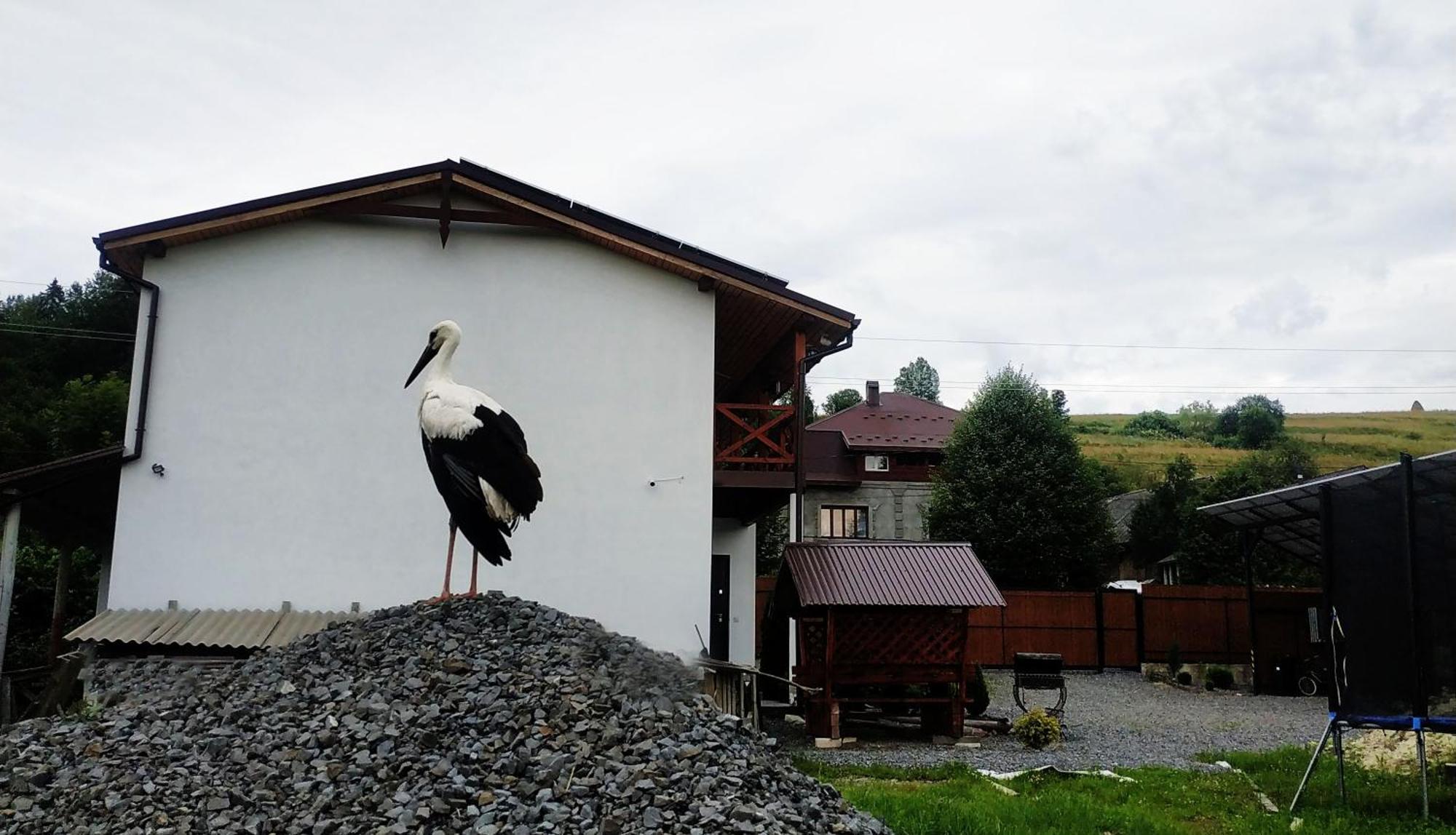 Nestg Guest House Pilipets Dış mekan fotoğraf